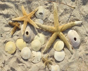 Sea Stars Beach & Ocean By Heritage Puzzles