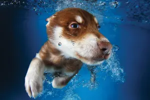 Hunter Dogs By Prime 3D Ltd