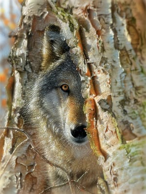 Wolf Encounter Wolf By SunsOut