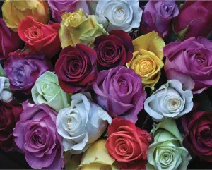 Palette of Roses Collage By Hart Puzzles