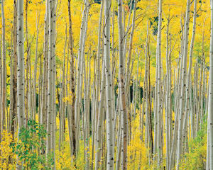 Aspens, Aspens, Aspens Forest By Hart Puzzles