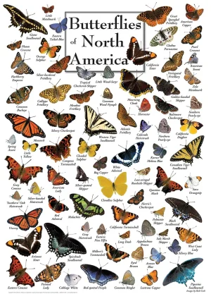 Butterflies of North America Butterflies and Insects By MasterPieces