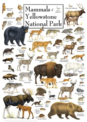 Mammals of Yellowstone National Park National Parks By MasterPieces