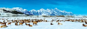 Elk Refuge National Parks By MasterPieces
