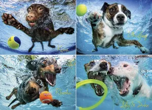 Underwater Dogs 2 Photography By Willow Creek Press
