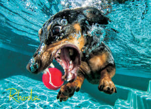 Underwater Dogs:  Rhoda Photography By Willow Creek Press
