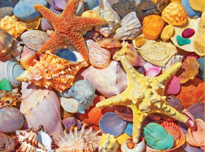 Beach Shells Beach & Ocean By White Mountain