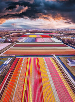 BLANC: Infinity Fields of the Netherlands Europe By Buffalo Games