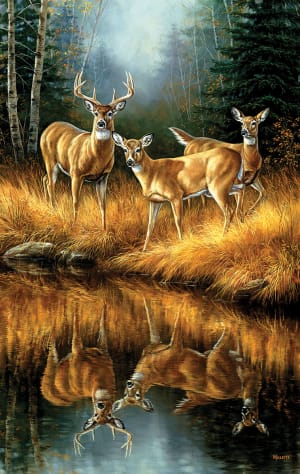 Whitetail Reflections Animals By SunsOut
