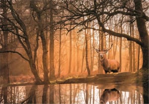Rustling Silence Peace Puzzle Forest By Clementoni