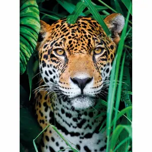 Jaguar in the Jungle - Small Box Big Cats By Clementoni