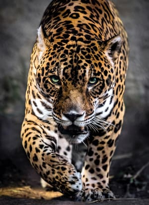 Walk of the Jaguar Big Cats By Clementoni