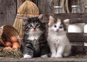Lovely Kittens Cats By Clementoni