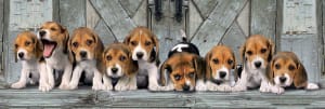Beagles Dogs By Clementoni