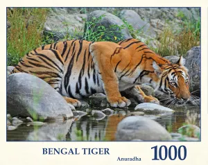 Bengal Tiger Big Cats By Tau