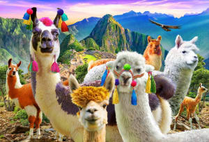 Mountain Llamas Animals By Vermont Christmas Company