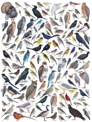 Birds of Western America Birds By New York Puzzle Co
