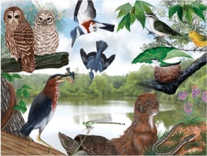 Summer Trail Birds By New York Puzzle Co