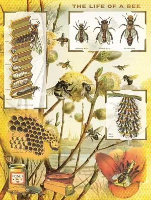 Bees & Honey Collage By New York Puzzle Co