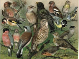 Songbirds Collage By New York Puzzle Co