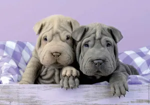Too Early to Get Up Dogs By Educa