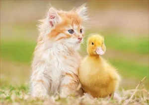 Adorable Friends Birds By Educa