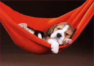 Sleeping In A Hammock Dogs By Educa