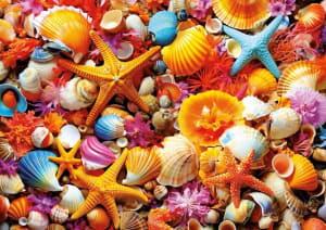 Shell Collage Collage By Educa