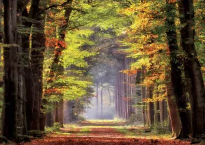 Fall Walkway Nature By Educa