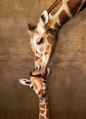 Giraffe Mother's Kiss Mother's Day By Eurographics