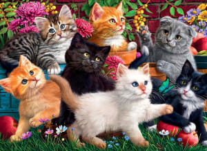 Kittens at Play Cats By Anatolian