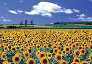 Sunflower Field 4 Photography By Puzzlelife