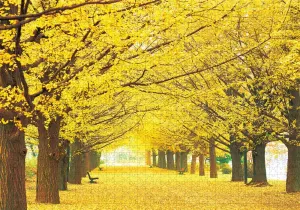 Ginko Parkway Landscape By Puzzlelife