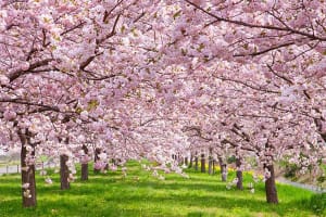 Cherry Blossom Flower & Garden By Puzzlelife