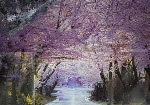 Cherry Blossom Road Flower & Garden By Puzzlelife