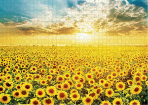 Sunflower Field 7 Flower & Garden By Puzzlelife