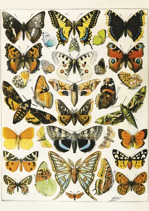Butterflies and Moths Collage By Piatnik