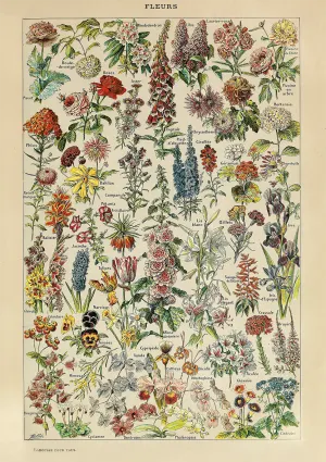 Fleurs Collage By Piatnik