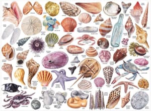 Beachcomber's Companion Beach & Ocean By Galison