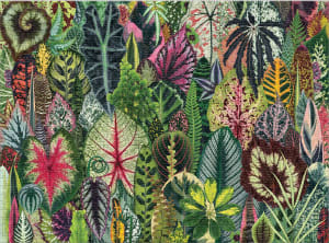 Houseplant Jungle Flower & Garden By Galison