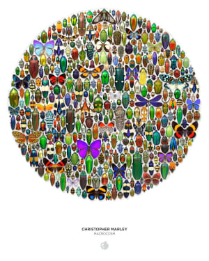 Macrocosm Butterflies and Insects By Pomegranate