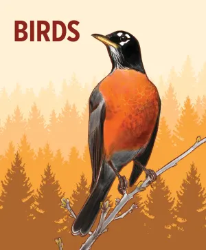 Birds Knowledge Cards By Pomegranate