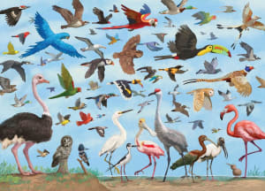 All the Birds Birds By Peter Pauper Press