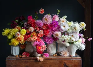 Dahlias Flower & Garden By Workman Publishing