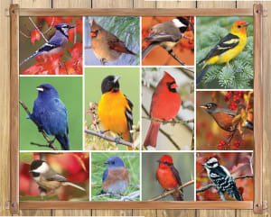 Songbirds Collage By Springbok