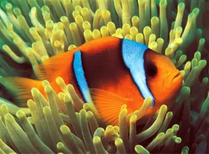 Clownfish Fish By Tomax Puzzles