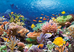 Coral Reef Fishes Beach & Ocean By Castorland