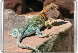 Collared Lizard MiniPix&reg; Puzzle Reptile & Amphibian By Pigment & Hue