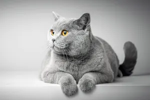 British Shorthair Cat Photography By Tomax Puzzles