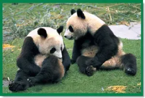 Pandas Animals By Tomax Puzzles